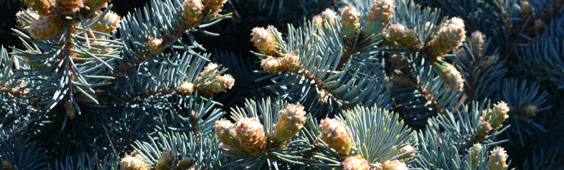 Ялина Глаука Globosa