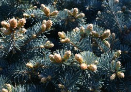 Ялина Глаука Globosa