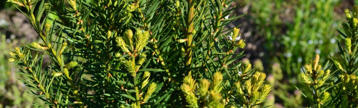 Тис ягідний