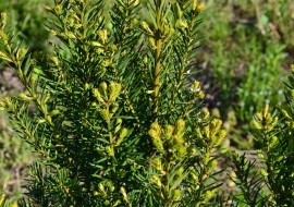 Тис ягідний