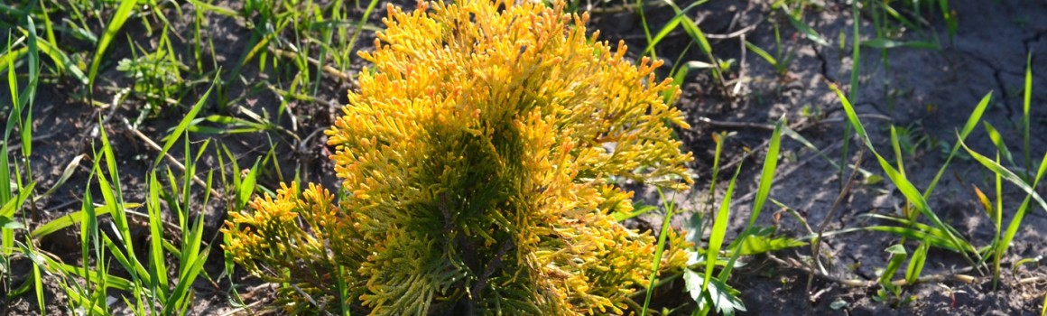 Туя Golden Smaragd