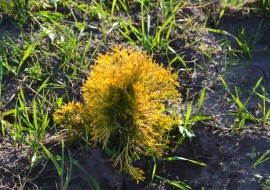 Туя Golden Smaragd