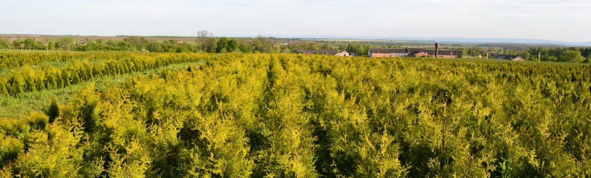 Туя західна Brabant