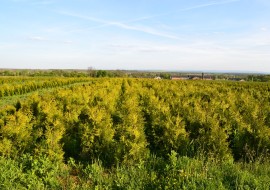 Туя західна Brabant