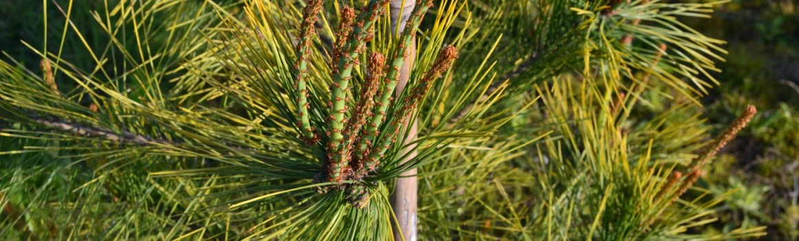 Сосна жовта