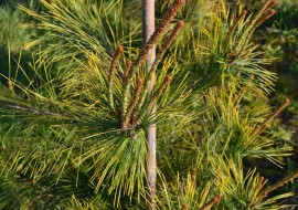 Сосна жовта