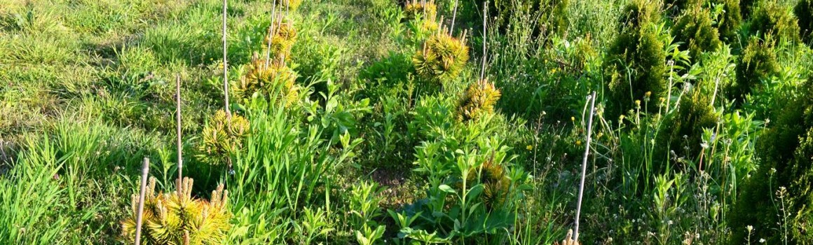 Сосна pinus mugo