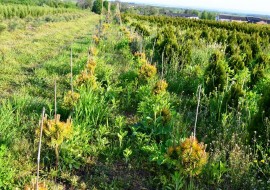 Сосна pinus mugo