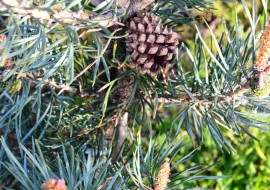 Сосна pinus mugo