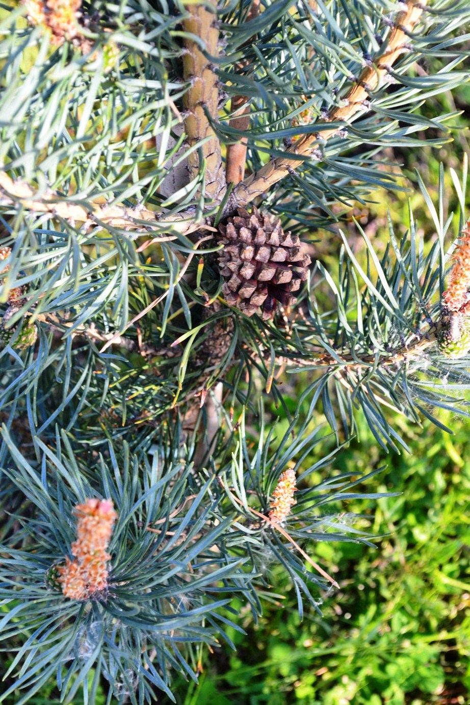 Сосна pinus mugo